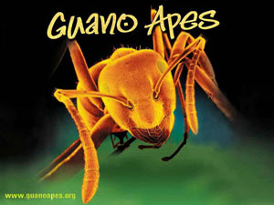 guana apes